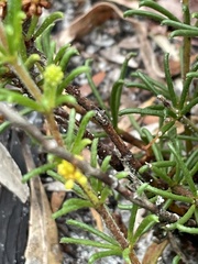 Acacia baueri baueri