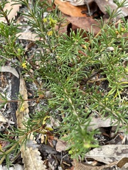 Acacia baueri baueri