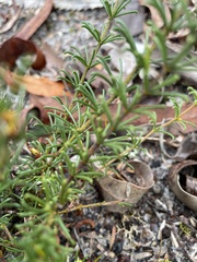 Acacia baueri baueri