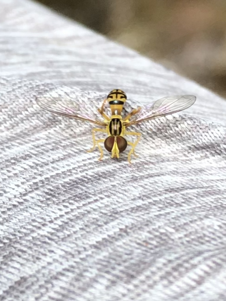 Maiana pumila