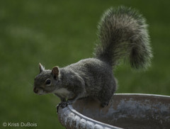 Sciurus carolinensis