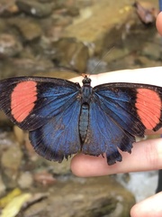 Batesia hypochlora