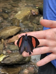 Batesia hypochlora