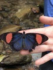 Batesia hypochlora