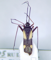 Alloeonotus fulvipes