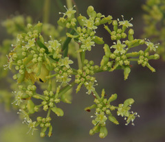 Platysace valida