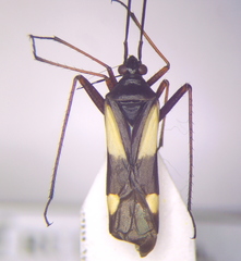 Alloeonotus fulvipes