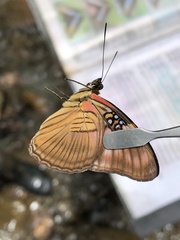Adelpha mesentina