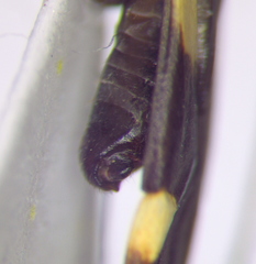 Alloeonotus fulvipes