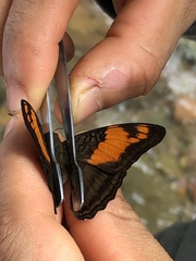Adelpha mesentina