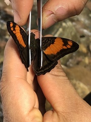 Adelpha mesentina