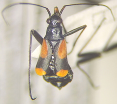 Alloeonotus fulvipes