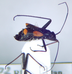 Alloeonotus fulvipes