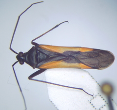 Alloeonotus fulvipes