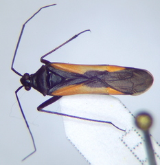 Alloeonotus fulvipes