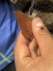 Charaxinae