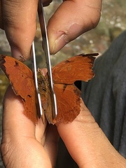 Charaxinae