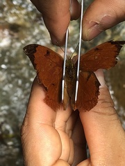 Charaxinae