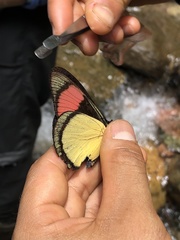 Batesia hypochlora