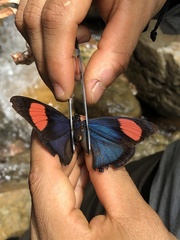 Batesia hypochlora