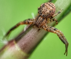 Pycnaxis krakatauensis