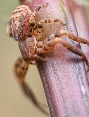 Pycnaxis krakatauensis