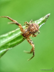 Pycnaxis krakatauensis
