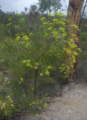 Platysace valida