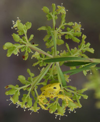 Platysace valida