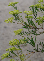 Platysace valida