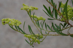 Platysace valida