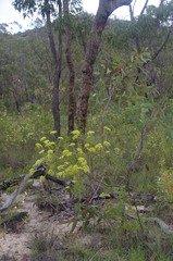 Platysace valida