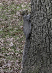 Sciurus carolinensis