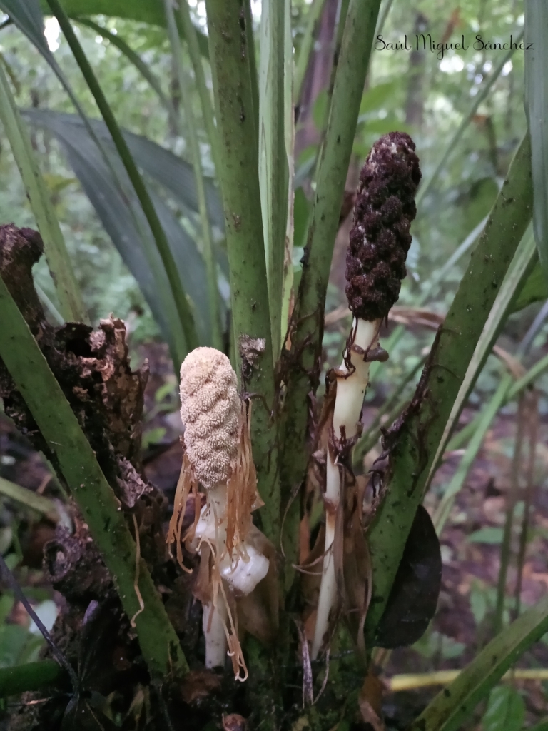 Asplundia labela