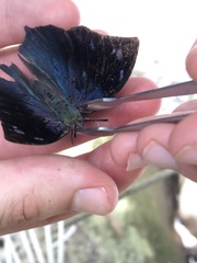 Charaxinae