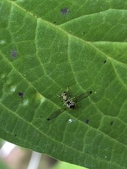 Calostigma elnora