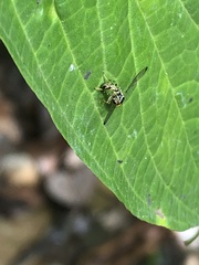 Calostigma elnora