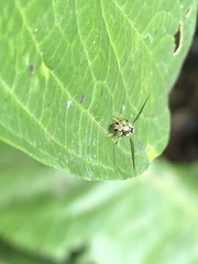 Calostigma elnora
