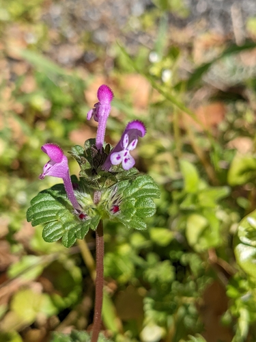 iNaturalist observation photo of henbit deadnettle