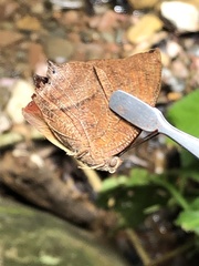 Charaxinae