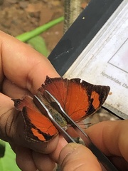 Charaxinae