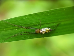 Leucauge