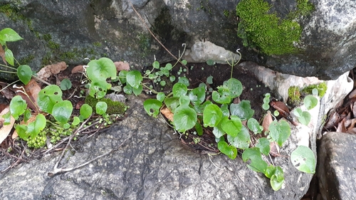 Peperomia claytonioides (Peperomia claytonioides)