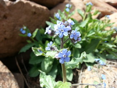 Brunnera orientalis
