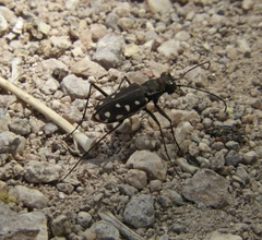 Cicindela sedecimpunctata
