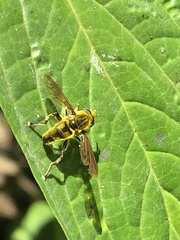 Quichuana