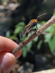 Paraethria flavosignata