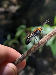 Paraethria flavosignata