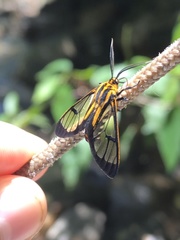Paraethria flavosignata