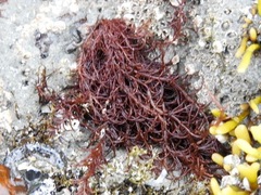 Odonthalia floccosa